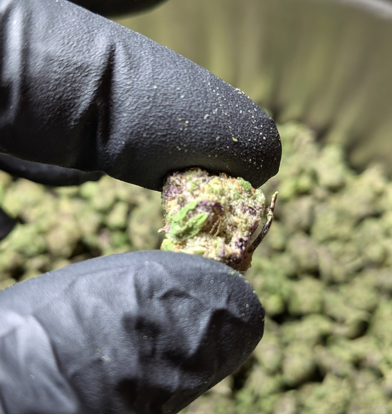 Modified Grapes THCA Flower Indica Dominant Hybrid Small Buds - Image 3