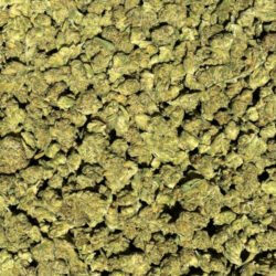 Cheetah Piss THCA Flower (Greenhouse Sativa Dominant)