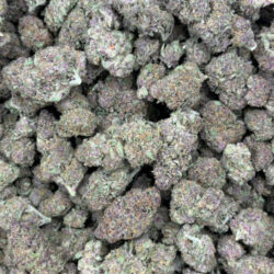 Tropicana Cookies THCA Flower (Sativa)