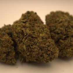 Tangerine Dreams THCA Flower (Sativa dominant)