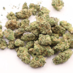 Government oasis Hybrid B buds THCA Flower