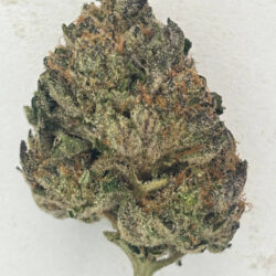 Government Oasis THCA Flower Balanced Hybrid