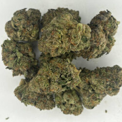Government Oasis THCA Flower Balanced Hybrid