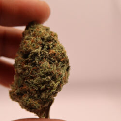 Alien Og Indica Dominant THCA Flower