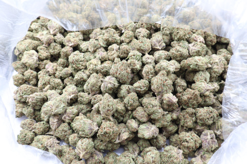 Apple Jacks THCA Flower Hybrid - Image 3