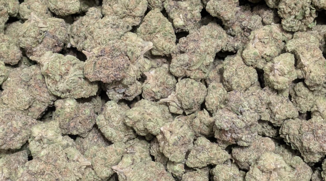 Captain Crunch (Crunch Berries) Indica Dominant - Image 2