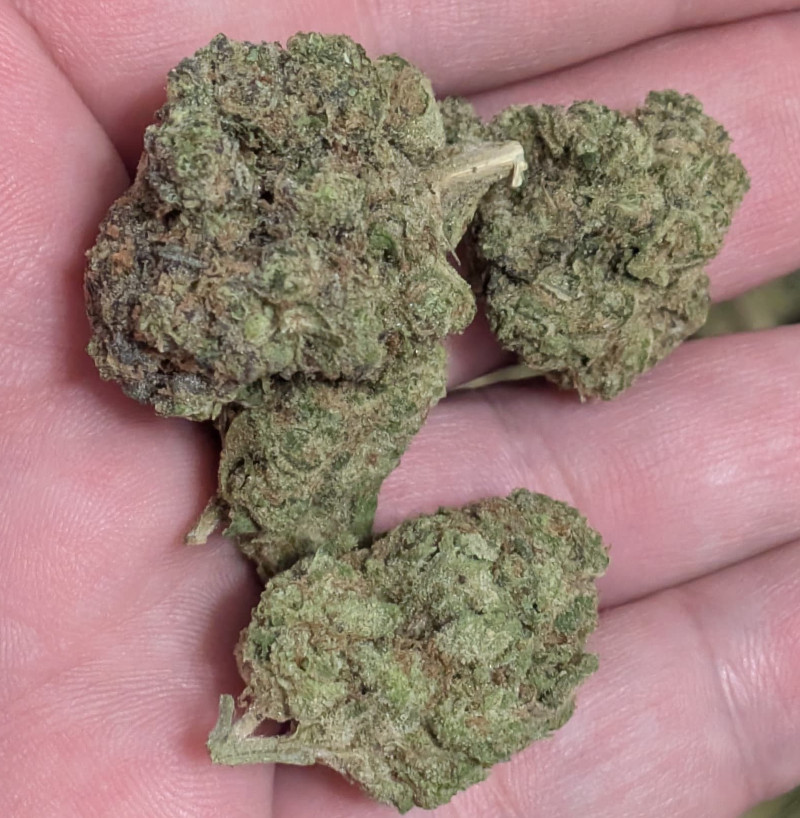 Captain Crunch (Crunch Berries) Indica Dominant