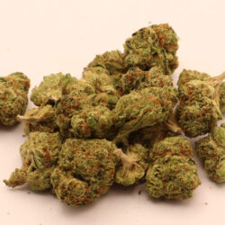 Girl Scout Cookies THCA Flower B Buds Balanced Hybrid
