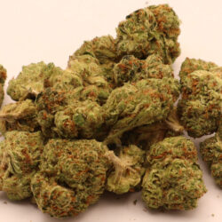 Girl Scout Cookies THCA Flower B Buds Balanced Hybrid