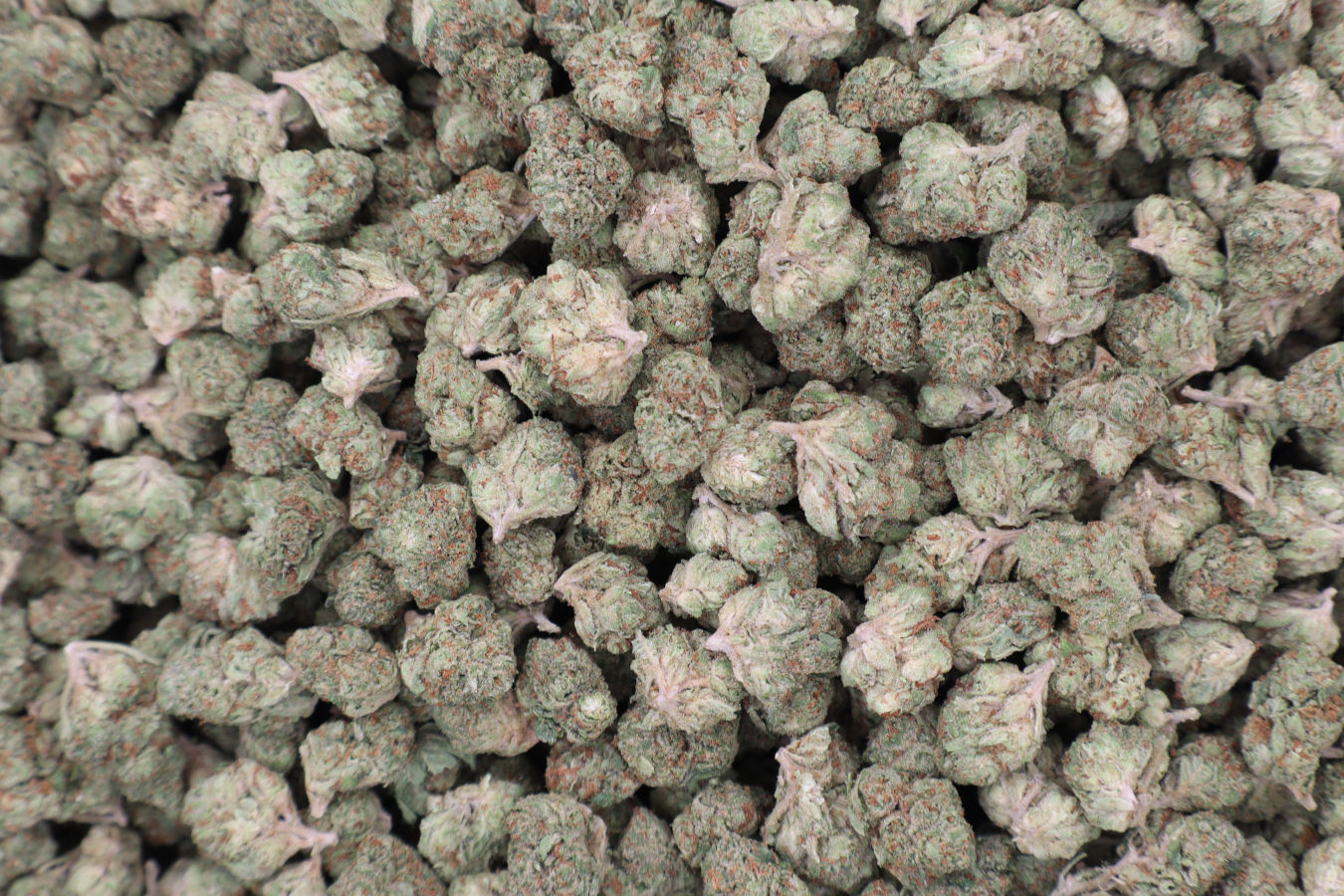 Girl Scout Cookies THCA Flower B Buds Balanced Hybrid - Image 3