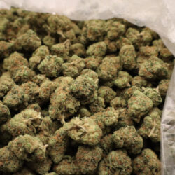 Green Crack Sativa Dominant THCA Flower