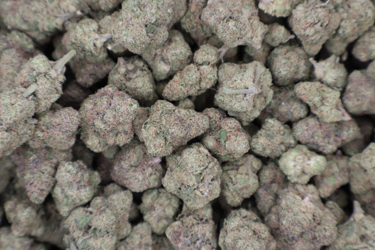 Jello Shots THCA Flower Sativa - Image 3