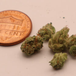 Pave Khalifa Indica Leaning Hybrid Micro Buds THCA Flower